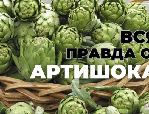 Артишок – какое это растение и как его употребляют в пищу