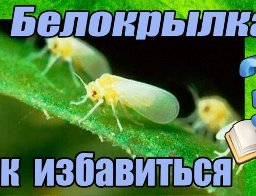 Как избавиться от белокрылки на комнатных растениях в домашних условиях