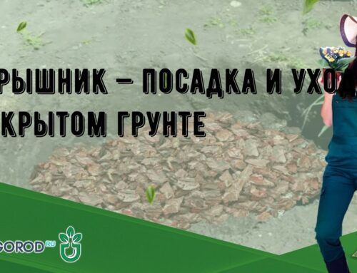 Как правильно посадить боярышник – советы и рекомендации
