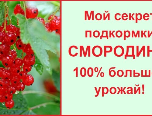 Как защитить красную смородину от вредителей и болезней весной