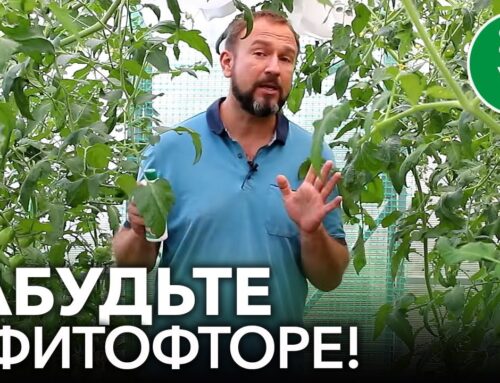 Способы борьбы с фитофторой у помидоров на грядках
