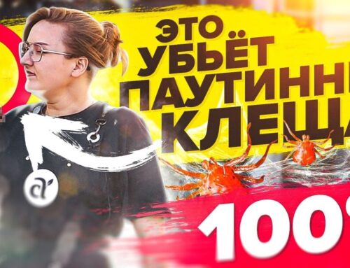 Эффективные способы обработки паутинного клеща