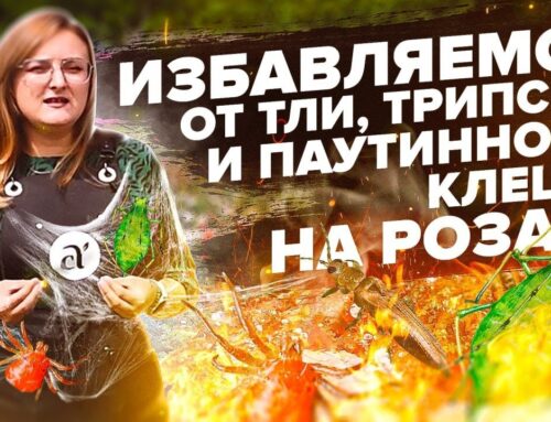 Эффективные способы обработки роз от паутинного клеща в домашних условиях