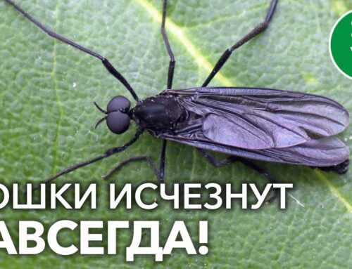 Как защитить цветы от насекомых – эффективные способы борьбы с мошками в горшках