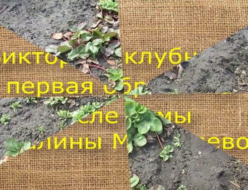 Чем обработать викторию ранней весной