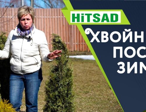 Выбор средства для обработки туи после зимы