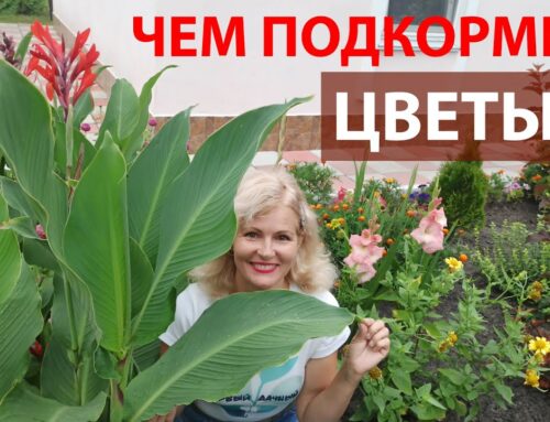 Оптимальные способы подкормки канн