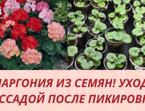 Как правильно подкормить рассаду пеларгонии выращенную из семян