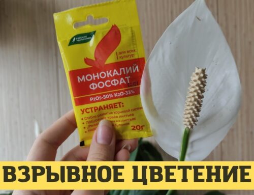 Как правильно подкормить спатифиллум для яркого цветения в домашних условиях