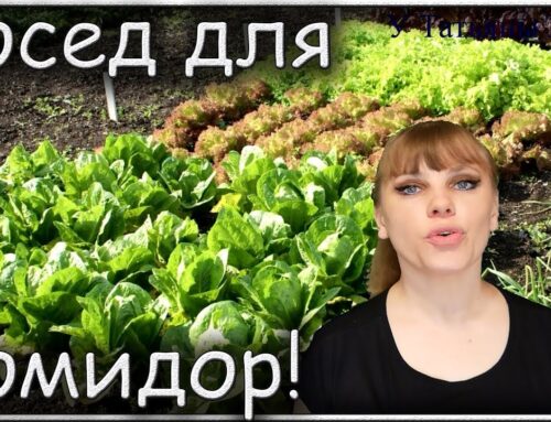 Растения-спутники для томатов – какие можно посадить рядом с ними?