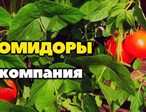 Растения, которые можно посадить вместе с помидорами