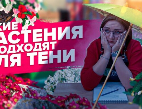 Какие овощи посадить в тени на огороде?
