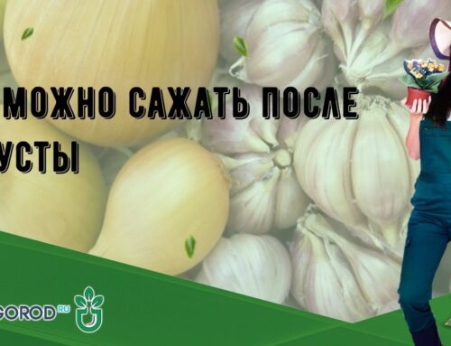 Выбор растений для посадки после уборки капусты