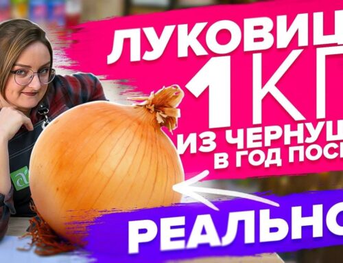 Когда правильно сажать экзибишн – лучшее время для посадки