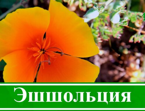Как вырастить эшшольцию из семян – лучшее время для сеяния на рассаду в домашних условиях