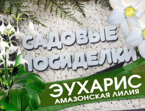 Почему эухарис не цветет дома – основные причины и способы решения проблемы