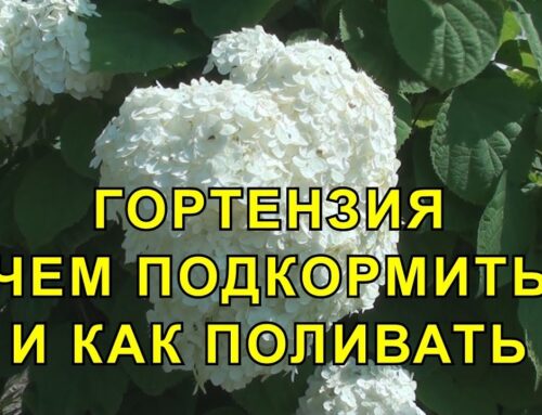 Как часто поливать гортензию