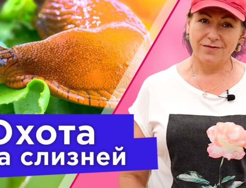 Борьба с слизнями в огороде – эффективные народные средства