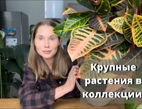 Как называется цветок с большими зелеными листьями?
