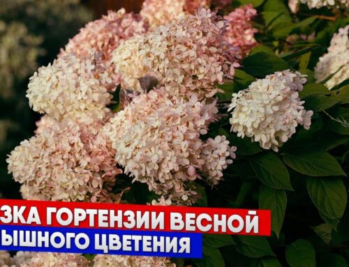 Секреты обрезки гортензии весной для обильного цветения