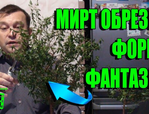 Секреты обрезки мирты в домашних условиях