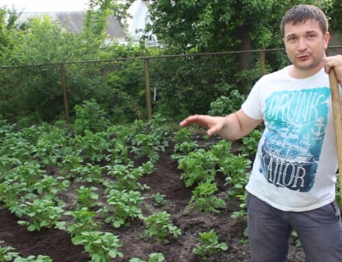 Мастер-класс – техника окучивания картошки вручную с использованием тяпки