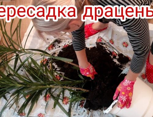 Как осуществить пересадку драцены – пошаговая инструкция