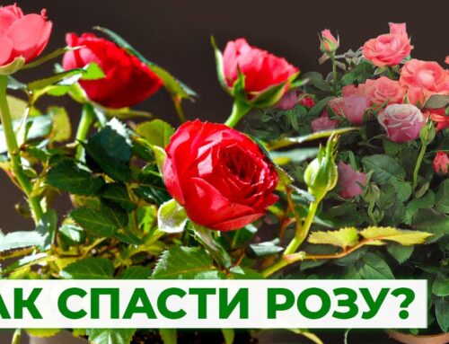 Как правильно пересадить розу, купленную в магазине
