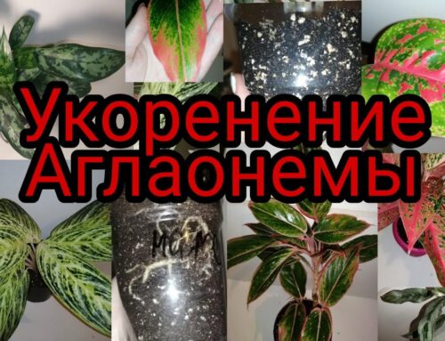 Как правильно посадить аглаонему с корнем