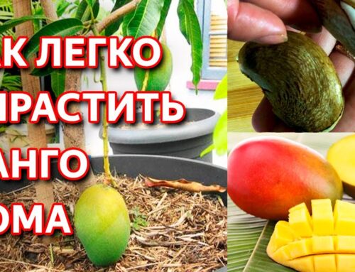 Как вырастить манго из косточки дома – пошаговая инструкция