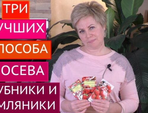 Как правильно посеять клубнику на рассаду