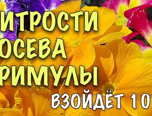 Как успешно посеять примулу на рассаду в домашних условиях