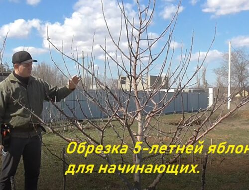 Как правильно обрезать пятилетнюю яблоню весной – советы и рекомендации