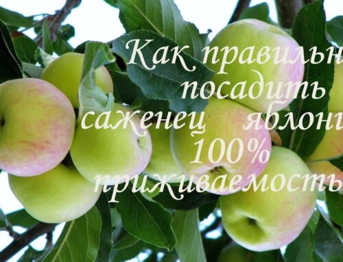 Как правильно посадить дерево весной в открытый грунт
