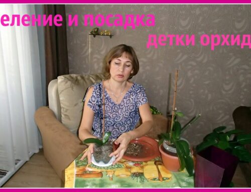 Методы размножения орхидеи детками в домашних условиях