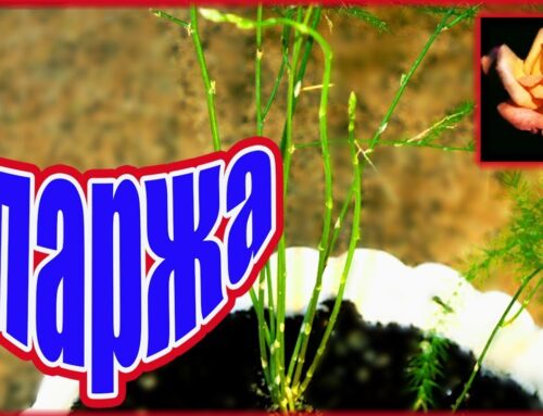 Как вырастить и размножить аспарагус