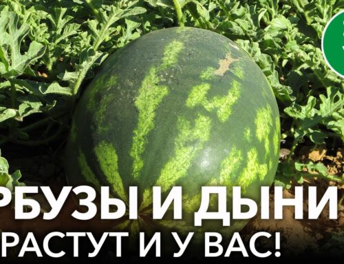 Советы по посадке арбузов – как вырастить большие и сочные ягоды