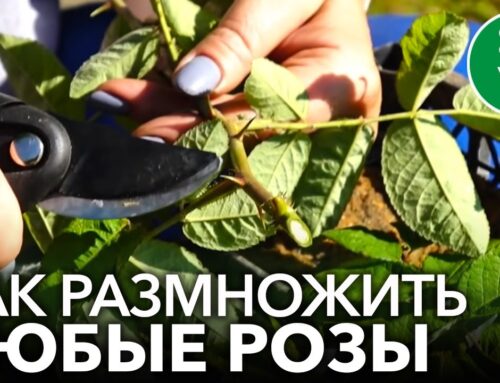 Секреты посадки розы черенками – шаг за шагом