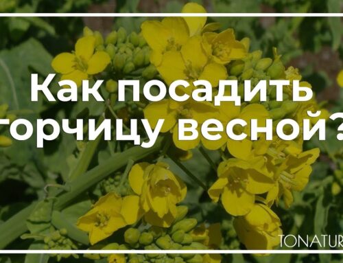 Секреты посадки горчицы весной – как достичь богатого урожая