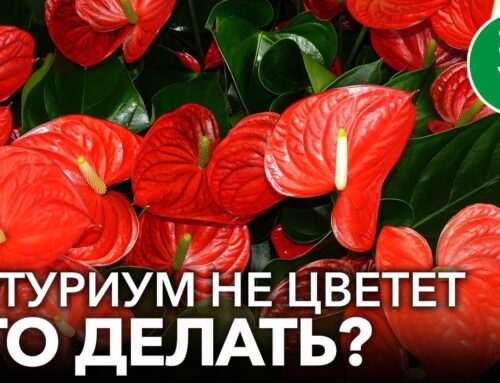 Уход за антуриумом в домашних условиях – секреты после покупки