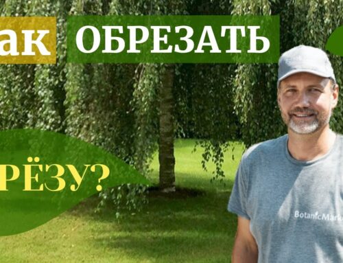 5 советов по уходу за березой на вашем участке