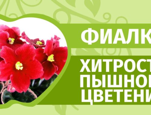 Уход за фиалкой в горшке в домашних условиях – секреты здоровья и красоты