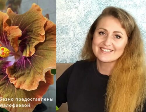 Секреты ухода за гибискусом – советы и рекомендации