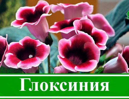 Уход за глоксинией в домашних условиях – секреты здоровья и красоты