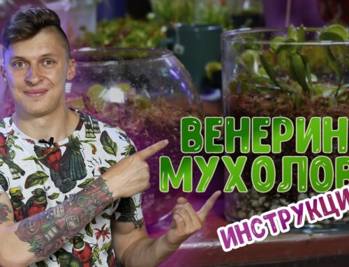Уход за хищными растениями – секреты заботы и внимания