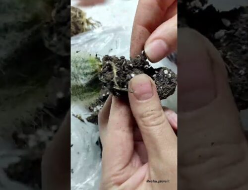 Секреты ухода за маленьким кактусом в домашних условиях