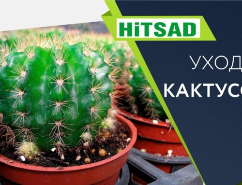 Уход за кактусом в домашних условиях – правила выращивания в горшке