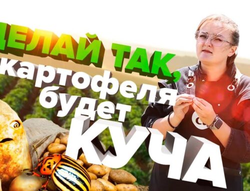 Ухаживаем за картофелем – секреты успешного выращивания