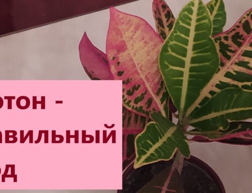 Уход за кротоном в домашних условиях – секреты зеленого домашнего уюта