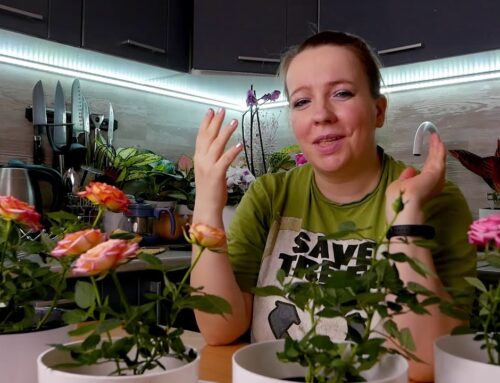 Уход за розой кордана в горшке – секреты успешного выращивания дома